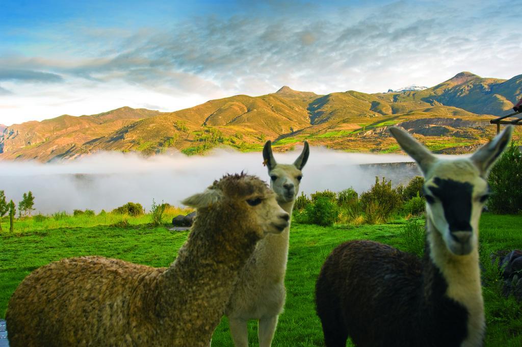 Las Casitas, A Belmond Hotel, Colca Canyon Yanque Bagian luar foto